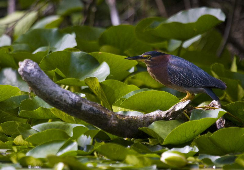 Green Heron